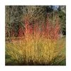 Cornus sanguinea 'Midwinter Fire' | Doogwood | 7L Pot | 120-150cm | By Frank P Matthews -6L-8L Pot Sales Store TR1420 main image 0ecc