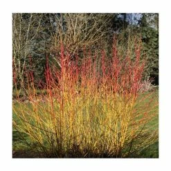 Cornus sanguinea 'Midwinter Fire' | Doogwood | 7L Pot | 120-150cm | By Frank P Matthews