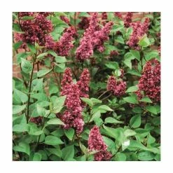 4ft 'Charles Joly' Lilac | 7L Pot | Syringa vul 'Charles Joly' | By Frank P Matthews™