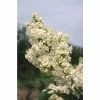 4ft 'Primrose' Lilac | 7L Pot | Syringa vul 'Primrose' | By Frank P Matthews™ -6L-8L Pot Sales Store TR1448 main image 71e2