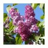 4ft 'Prince Wolkonsky' Lilac | 7L Pot | Syringa vul 'Prince Wolkonsky' | By Frank P Matthews™ -6L-8L Pot Sales Store TR1452 main image 152a