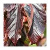 Parrotia persica 'Bella' | Persian Ironwood Tree | 120-150cm | By Frank P Matthews -6L-8L Pot Sales Store TR1456 main image e2c7