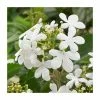 Viburnum plicatum ‘Tennessee’ | 7L Pot | 120-150cm | By Frank P Matthews -6L-8L Pot Sales Store TR9050 main image 481c