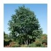 Cercidiphyllum japonicum | Katsura Tree | 7L Pot | 120-150cm | By Frank P Matthews